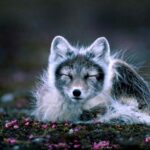 1082. Brithe’s Arctic Fox, Part 1